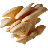 Hliva ustricová 1kg