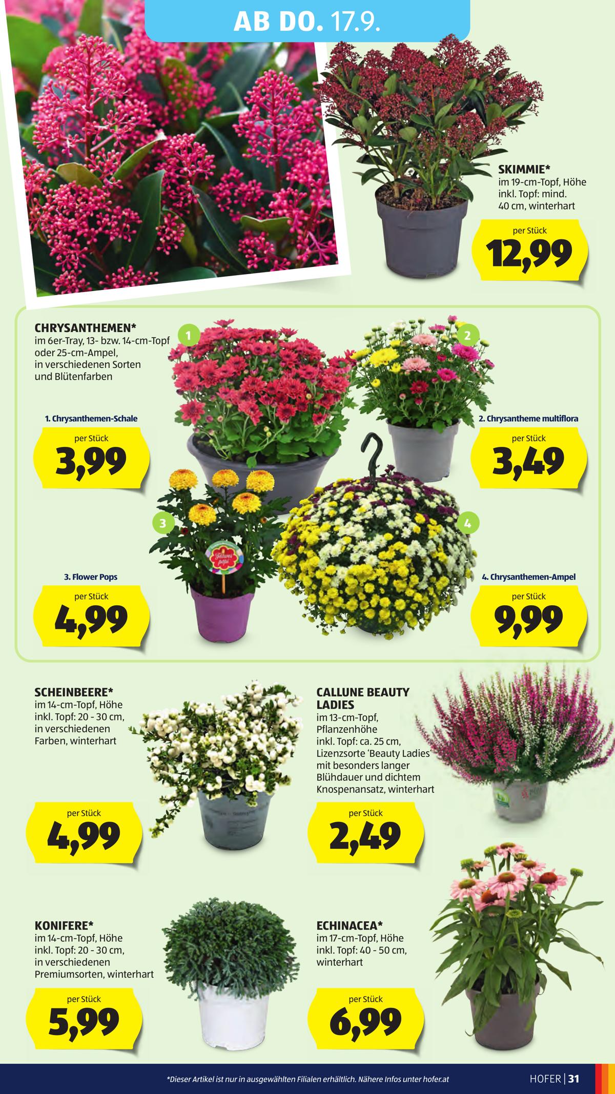 Hofer (AT) leaflet 041